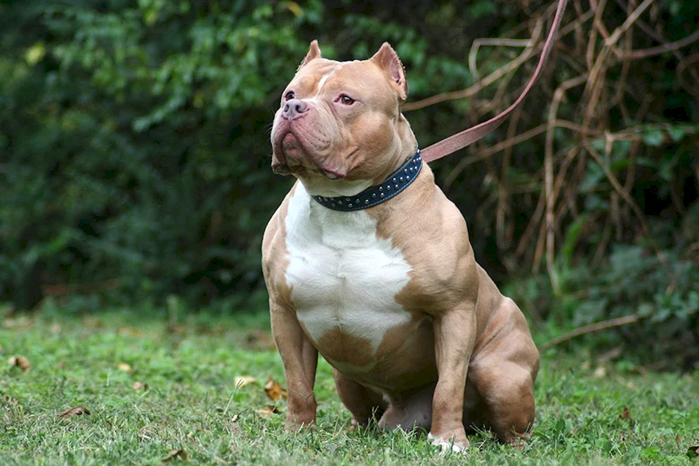 Staffordshire Terrier Bullie