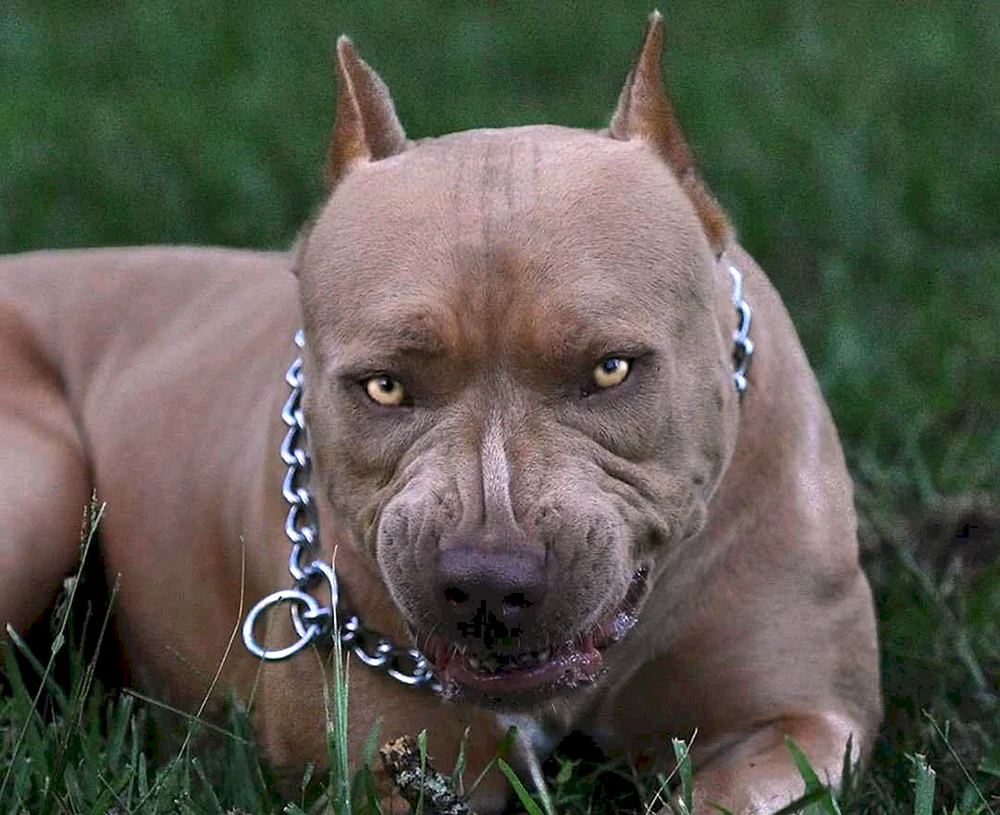 Amerikanischer Staffordshire Terrier Kampfhunde