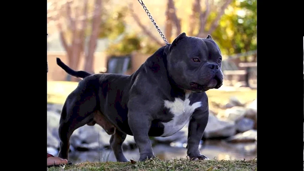 Staffordshire Terrier Bullie