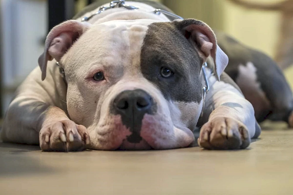 Amerikanische Bulldogge Bullie