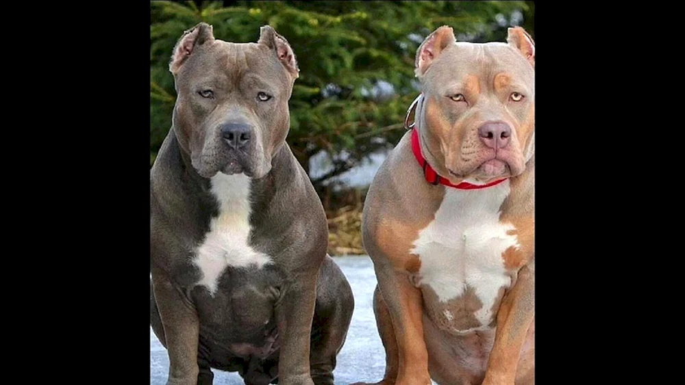 The Tequila Bulldog