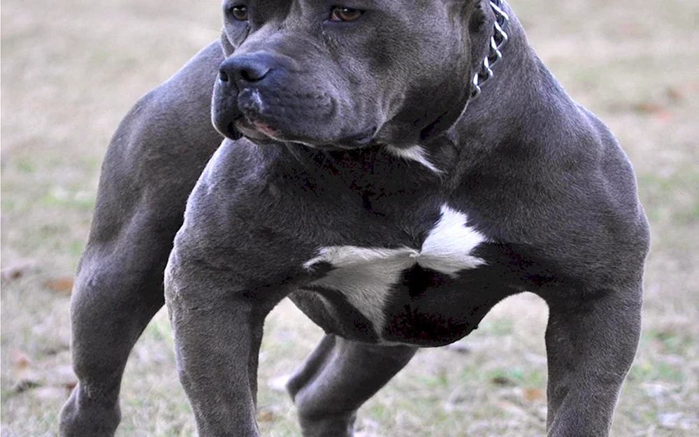 Pitbull schwarz Diamant