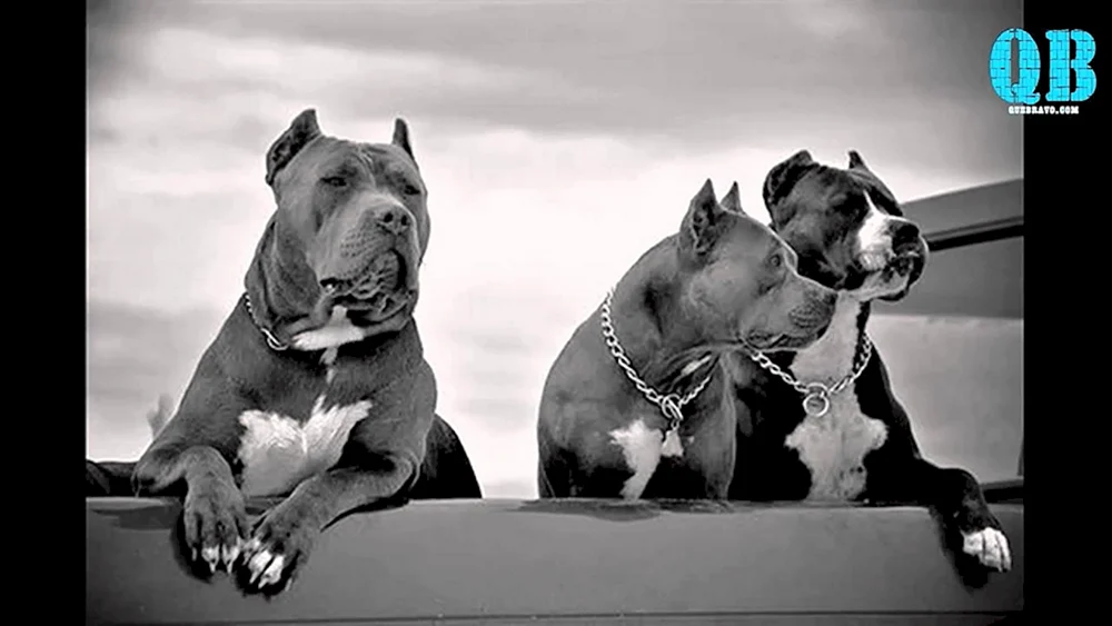 Amerikanischer Bullie schwarz