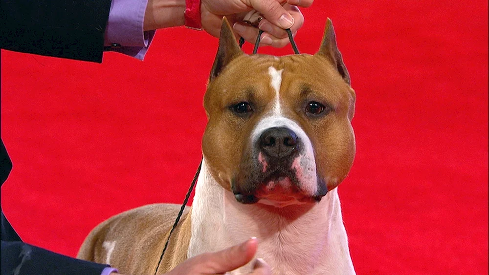 Staffordshire Terrier Bourbon