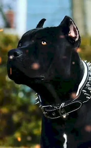 Staffordshire Terrier schwarz