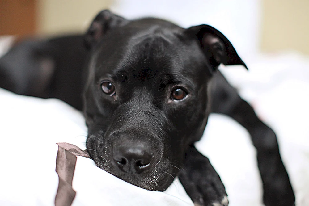 Albanischer Pitbull
