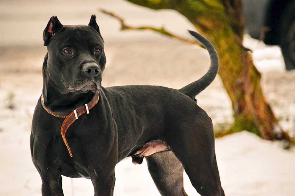 Staffordshire Terrier schwarz