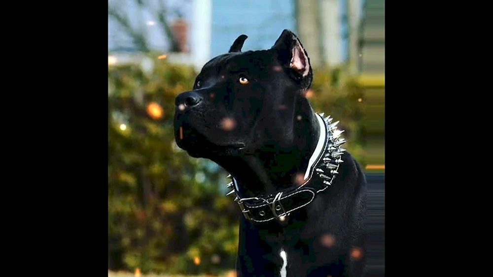 Amerikanischer Staffordshire Terrier schwarz