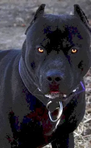 Staffordshire Terrier schwarz
