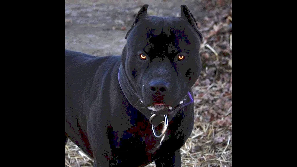 Amerikanischer Staffordshire Terrier schwarz