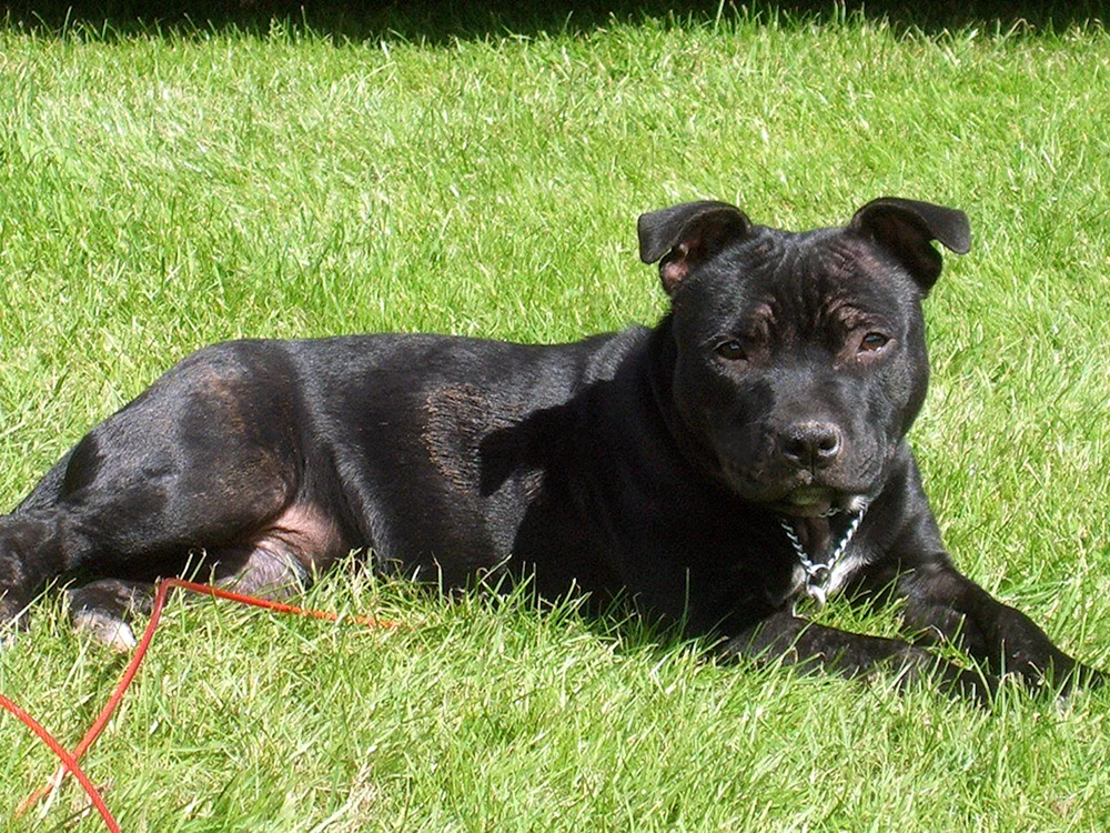 Amerikanischer Pit Bull Terrier schwarz