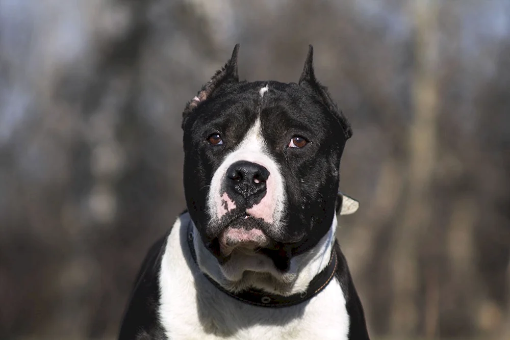 Staffordshire Terrier schwarz