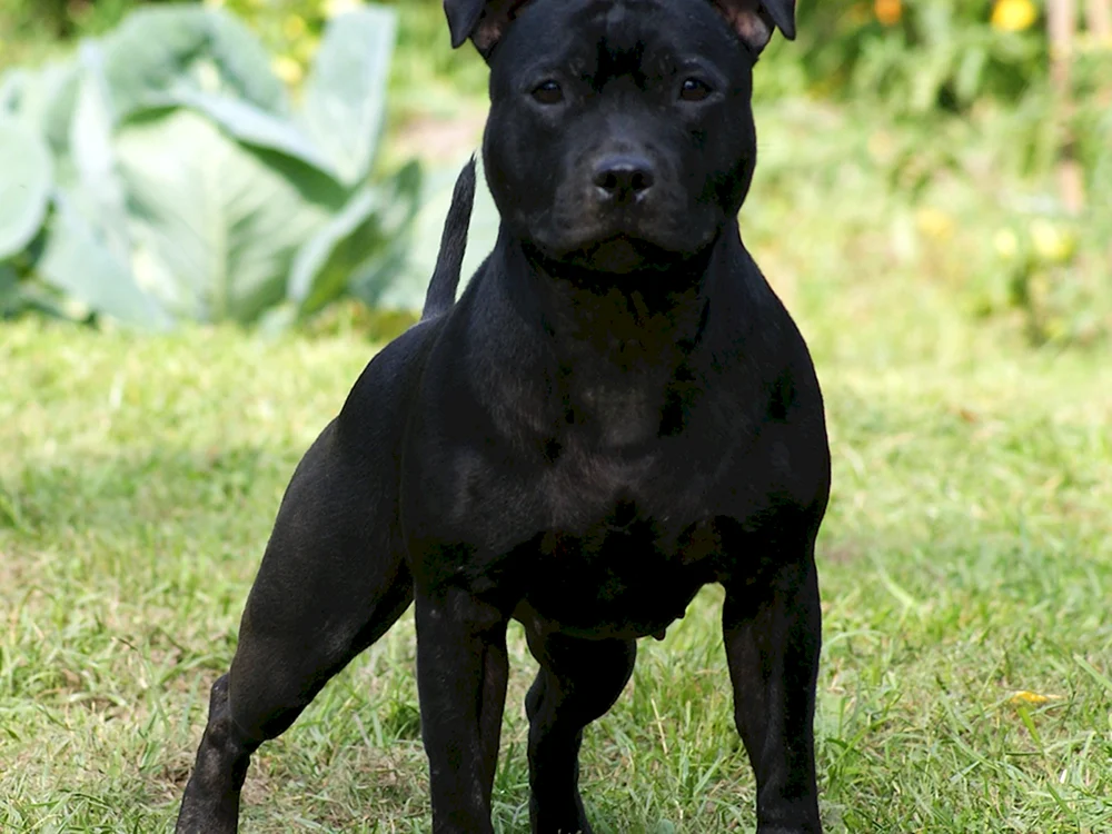 Tiger Bull Terrier