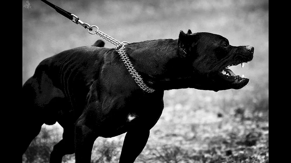 Staffordshire Terrier schwarz