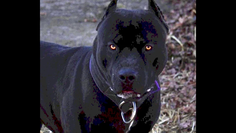 Amerikanischer Pit Bull Terrier schwarz