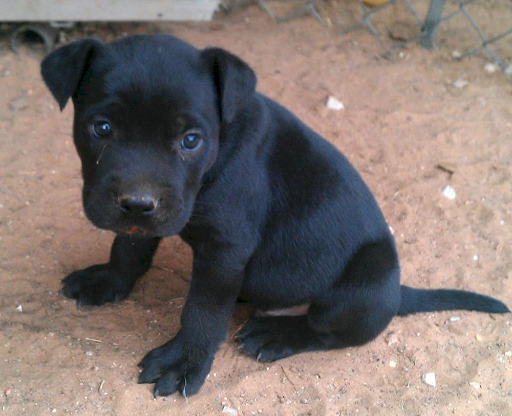 Staffordshire Terrier schwarz