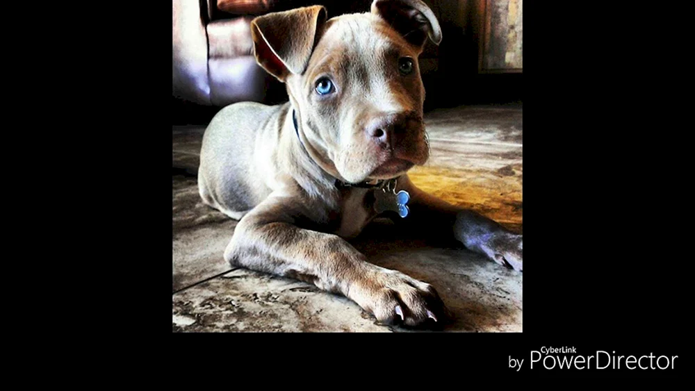 Staffordshire Terrier blauäugig