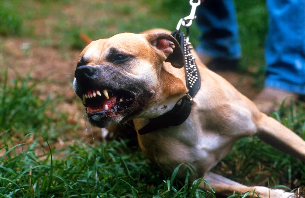 Staffordshire Terrier und Pitbull