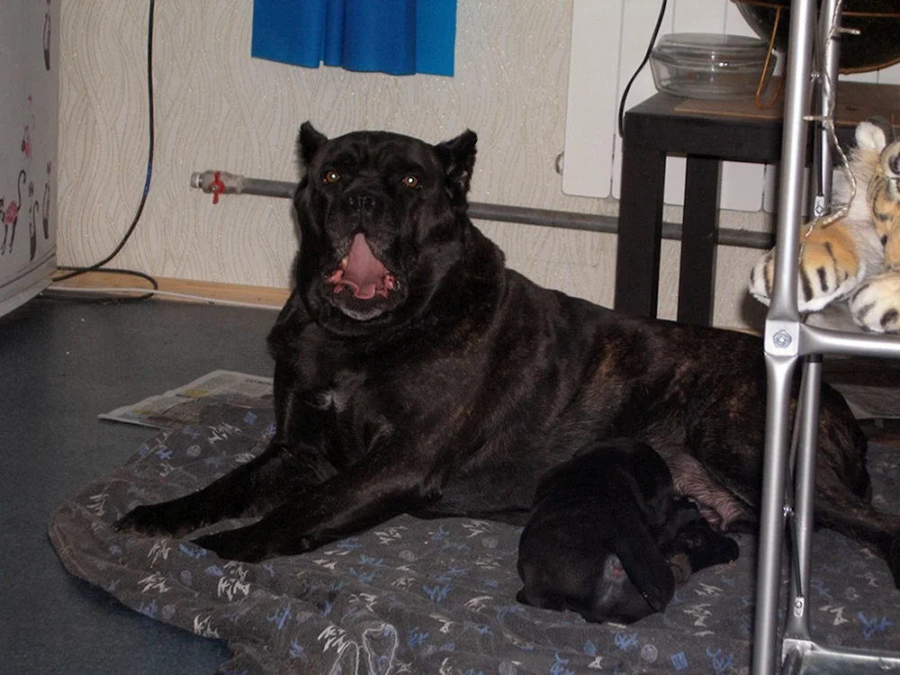 Métis Kane Corso und Schäferhund