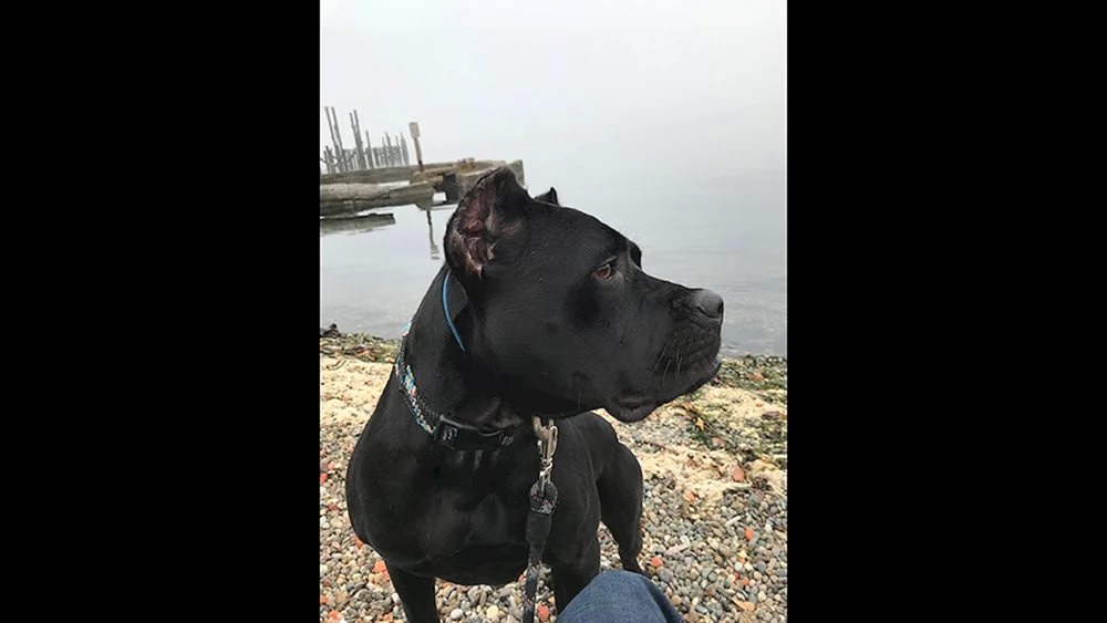 Staffordshire Terrier Kane Corso métis