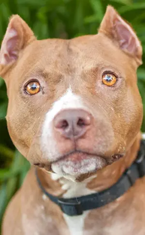 Staffordshire Terrier gepaart