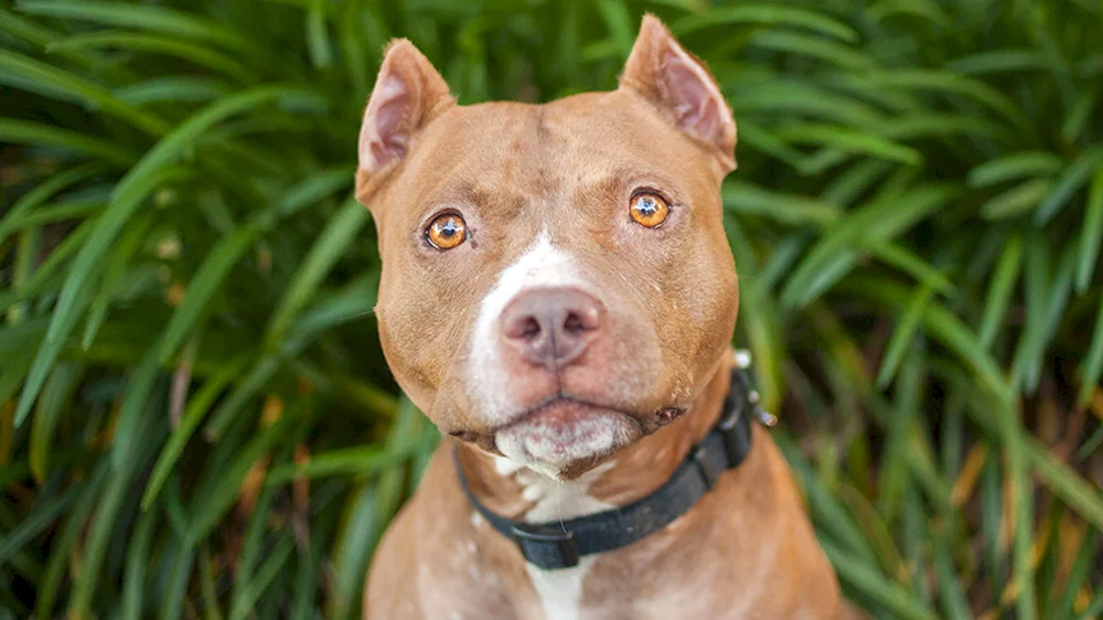 Staffordshire Terrier gepaart