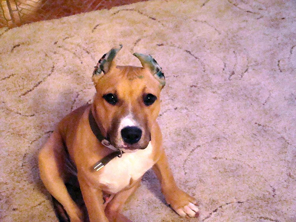 Pitbull gefleckt