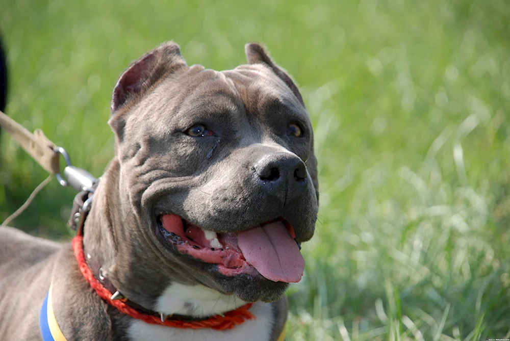 Staffordshire Terrier gepaart