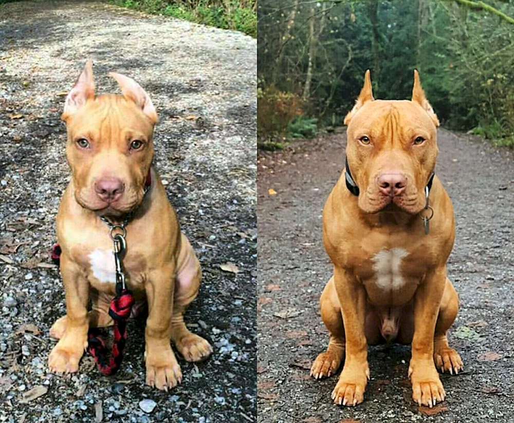 Staffordshire Terrier gepaart