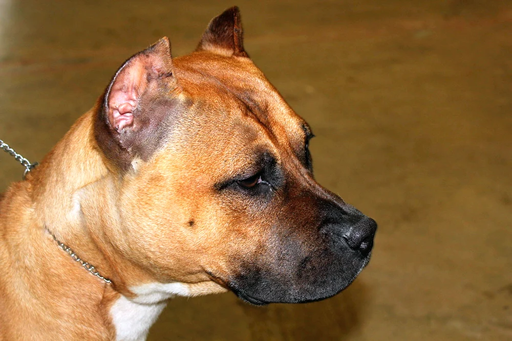 Staffordshire Terrier Terrier kupiert