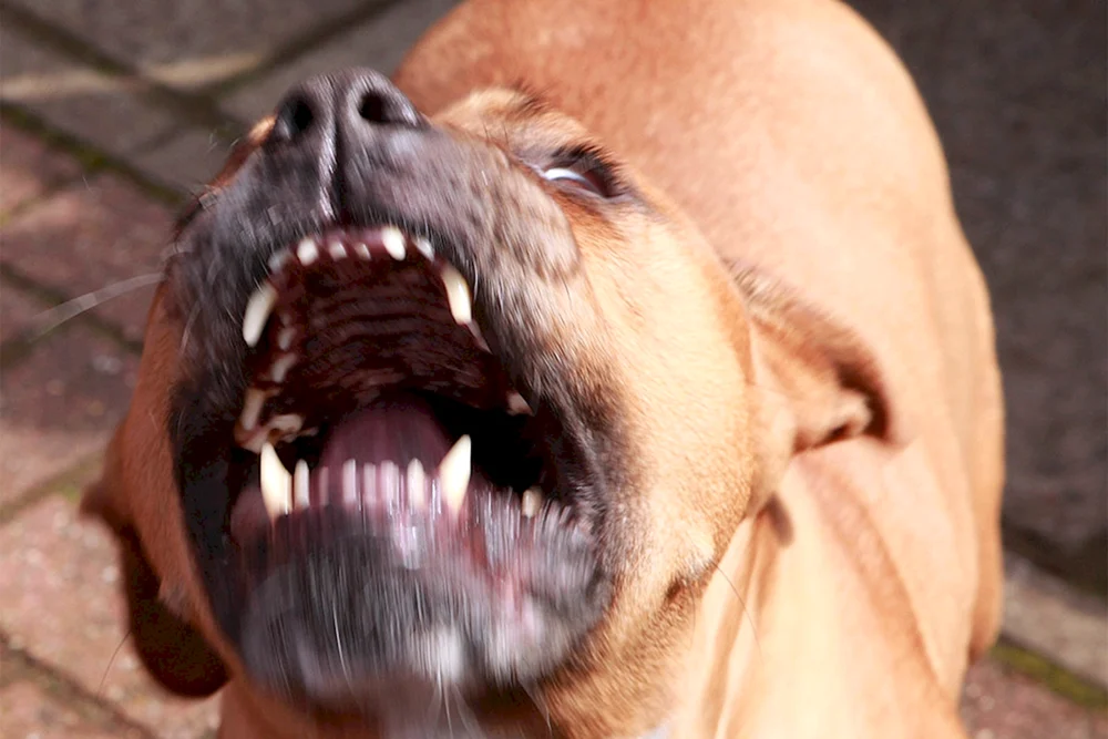 Staffordshire Terrier bellt