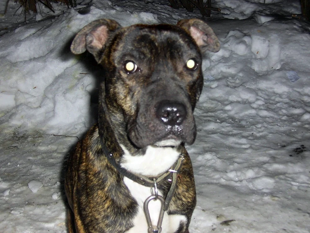 Staffordshire Terrier métis