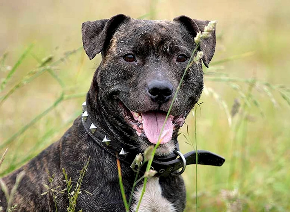 Staffordshire Terrier métis