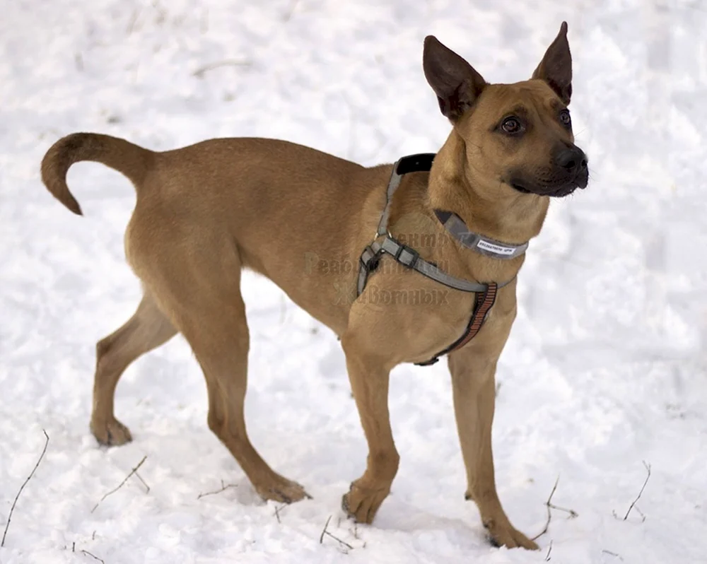 Staffordshire Terrier métis