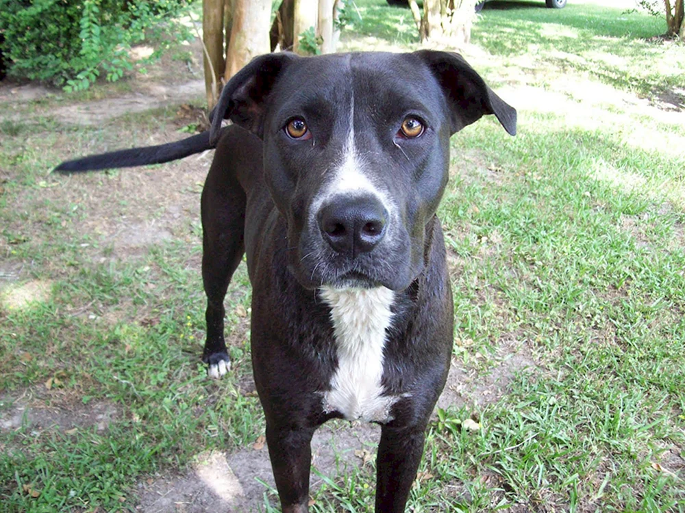 Staffordshire-Terrier-Mischling