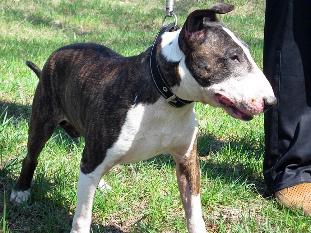 Staffordshire-Terrier-Mischling
