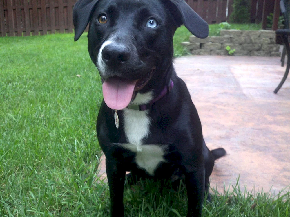Staffordshire-Terrier-Mischling