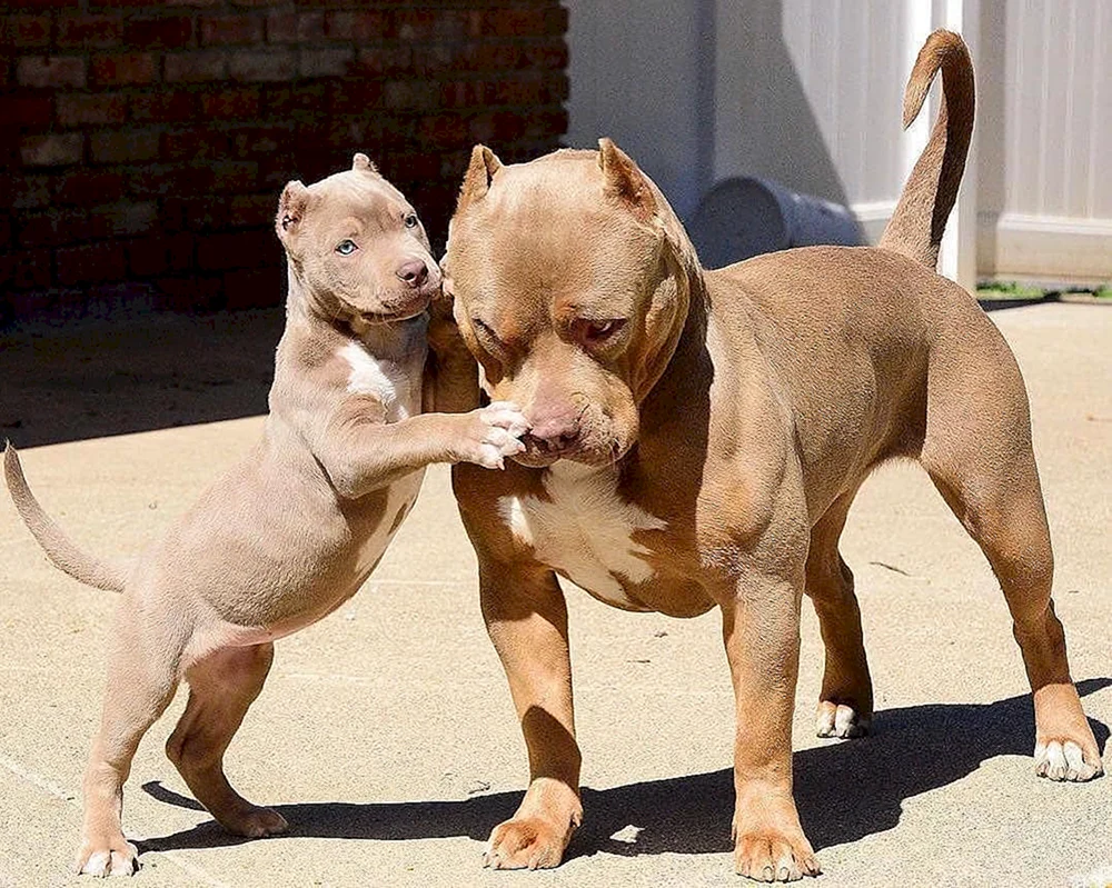 Kubanischer Staffordshire Terrier