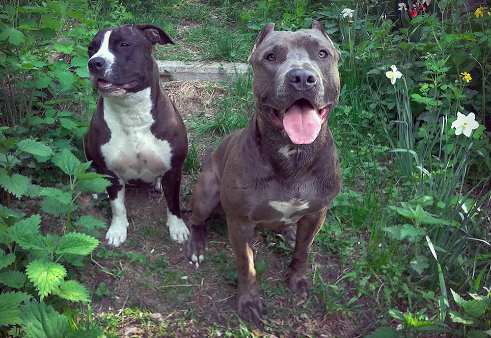 Staff mit Husky-Mix