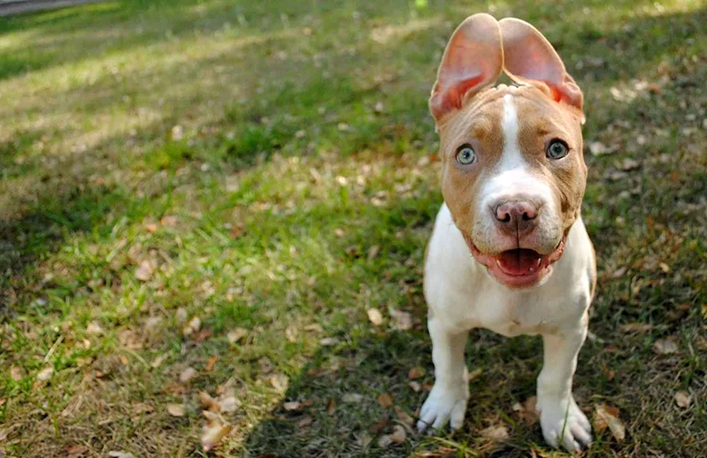 Staffordshire Terrier ungepaart