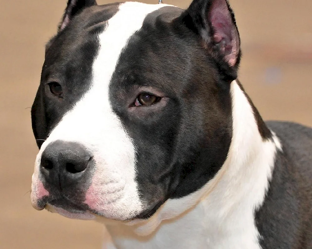 Staffordshire Terrier ungekürzt