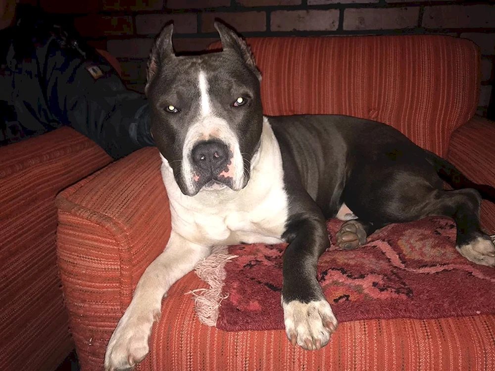 Staffordshire Terrier ungeschoren