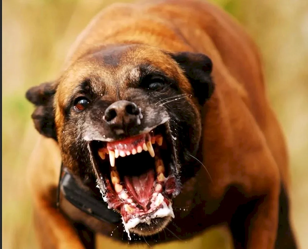 Staffordshire Terrier bellend