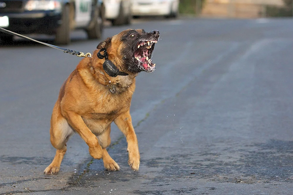 Ein böser Hund