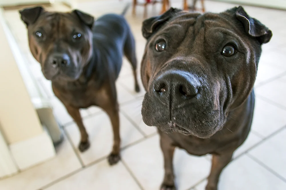 Sharpei und Labrador