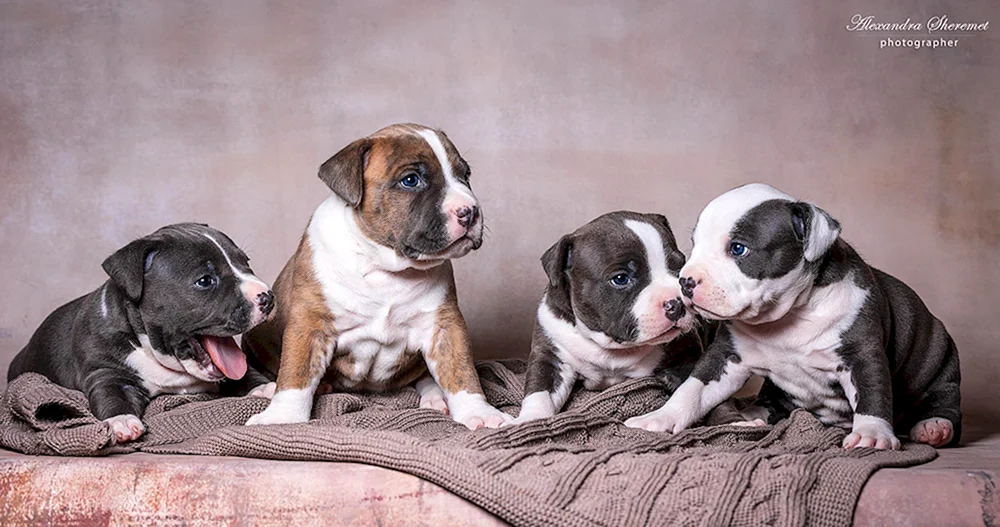 Staffordshire Terrier Welpen