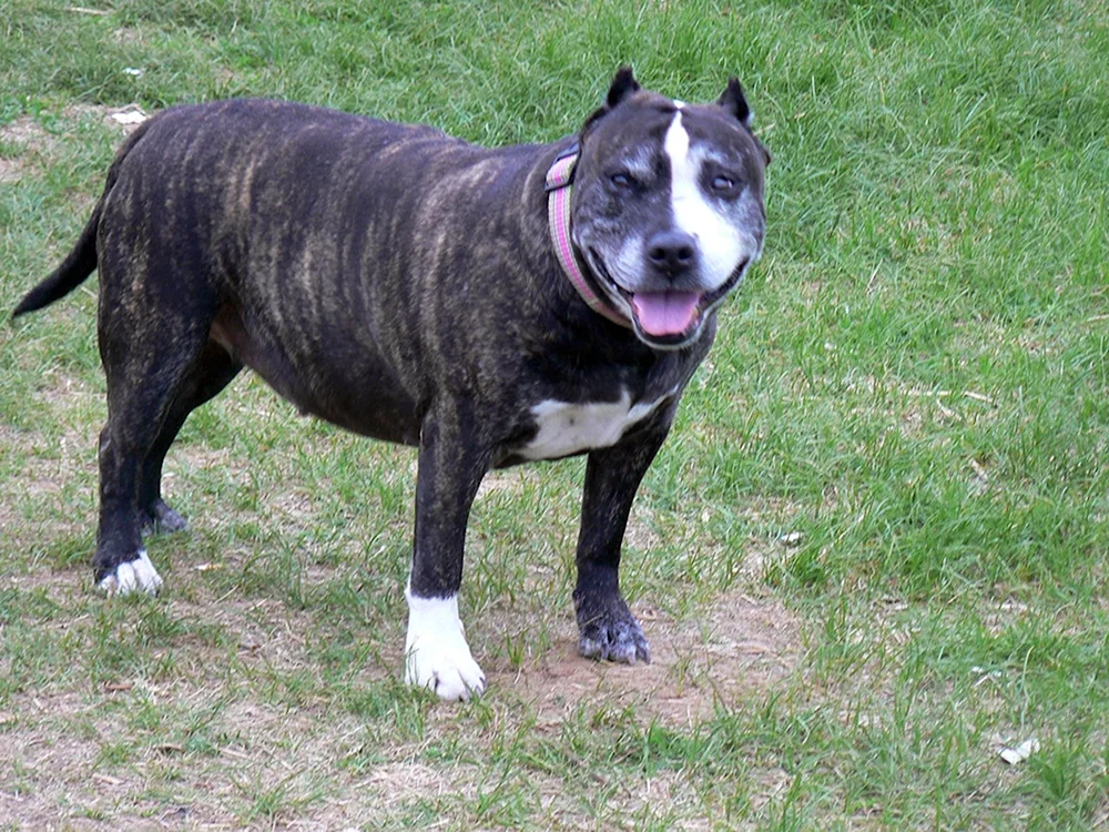 Staffordshire Terrier Tiger