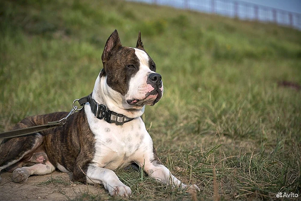 Zwerg Staffordshire Bull Terrier