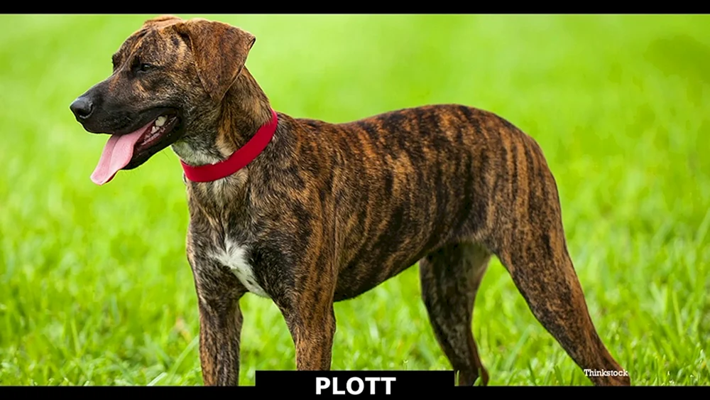 Staffordshire Terrier Tiger