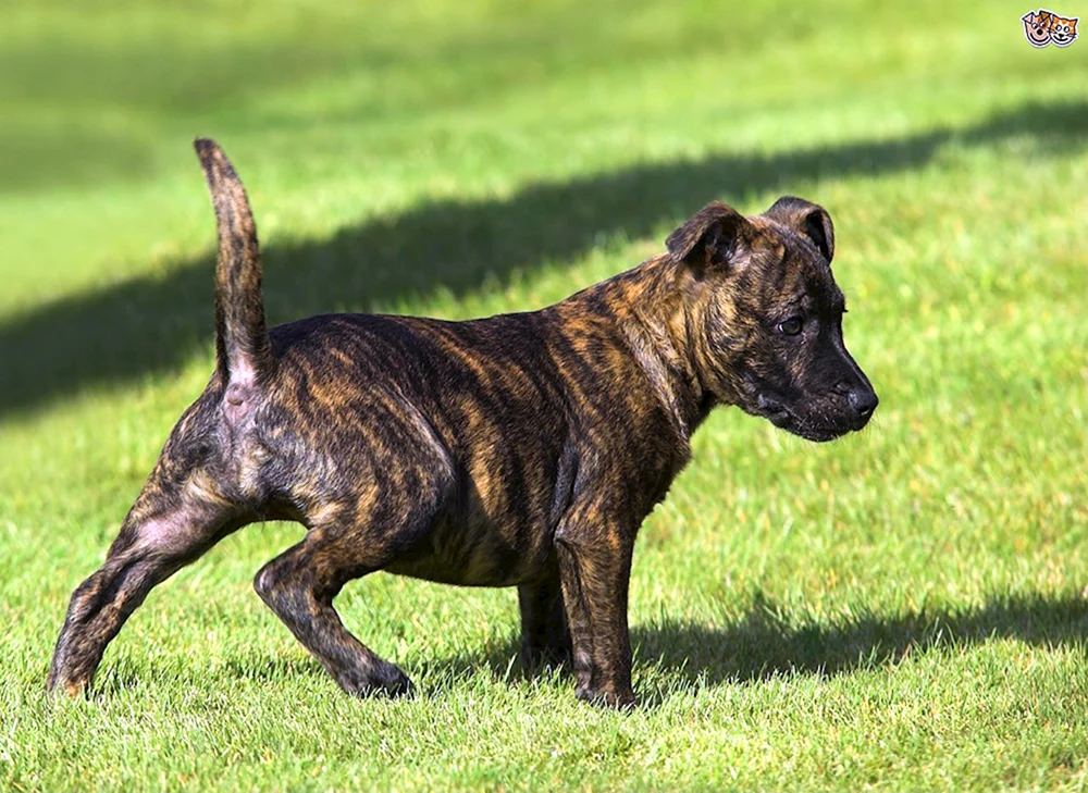 Staffordshire Terrier Hunderasse